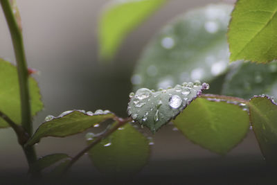 Close-up of wet plant leaves