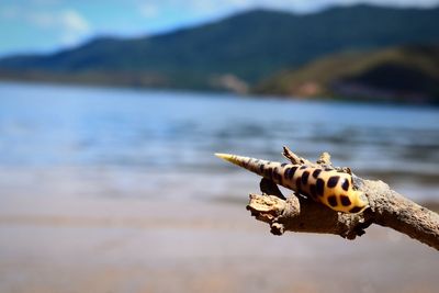 Close-up of insect on a lake