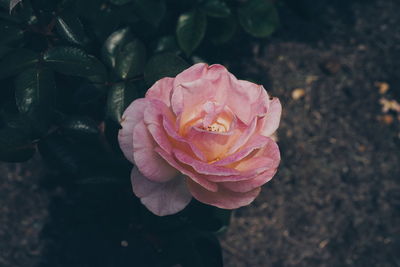 Close-up of pink rose