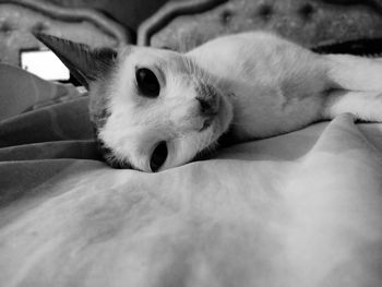 Close-up of a cat resting on bed