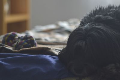 Close-up of dog relaxing on bed at home