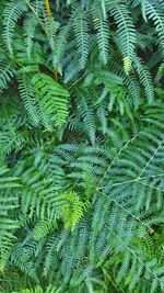 Full frame shot of palm tree leaves