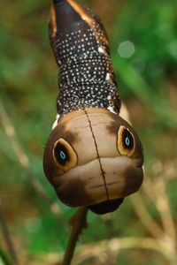 Close-up of caterpillar