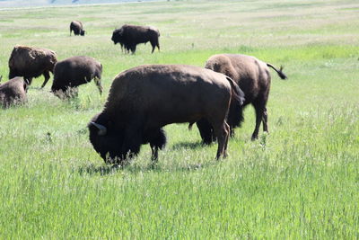 Sheep grazing on field