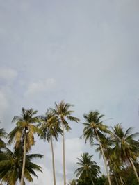 Low angle view of palm trees against sky