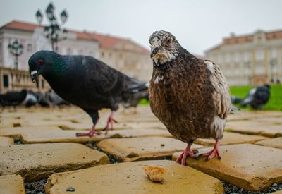 Close-up of pigeons perching