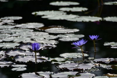 Purple water lily in lake