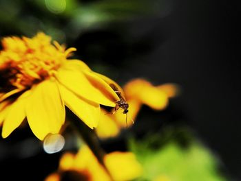 Close-up of bee on yellow flower