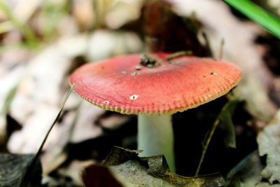 Close-up of fly agaric mushroom