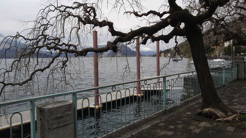 View of bare trees against buildings