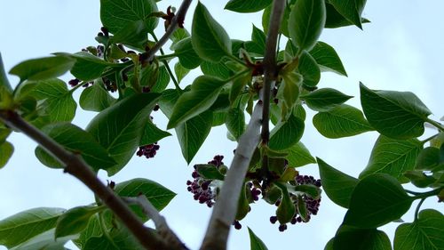 Low angle view of leaves on tree