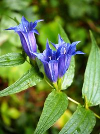 Close-up of purple flowers