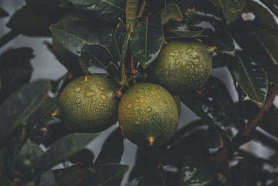 Close-up of fruits growing on tree