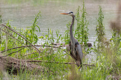 High angle view of gray heron in lake