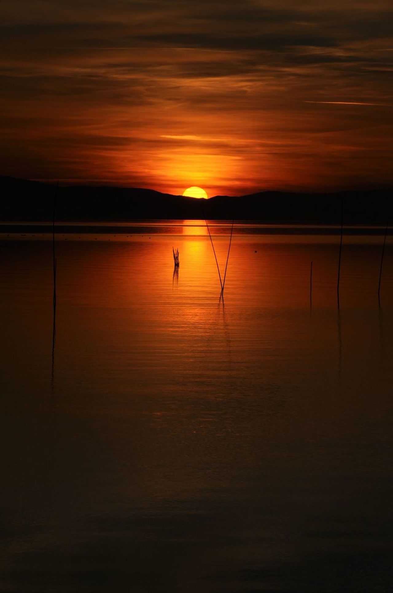 Nicoletta Scortichini