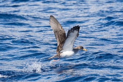 Bird flying over sea