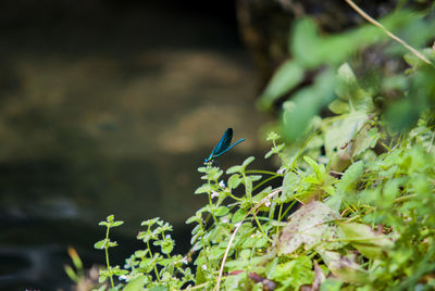 High angle view of damselfly on plant