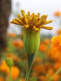 Close-up of yellow flowering plant