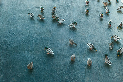 High angle view of birds in sea