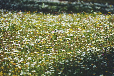 Full frame shot of flowers in field