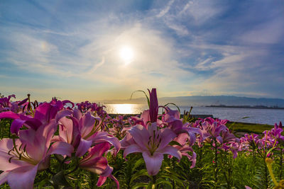 Close-up of pink flowering plants against sea during sunset