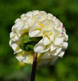 Close-up of white flowers blooming outdoors