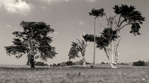 Landscape with maritime pines near the sea in normandy 