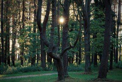 Trees in forest