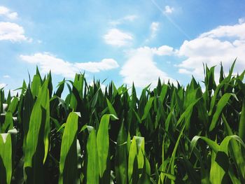 Crop growing in field