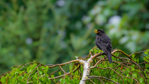 Bird perching on a tree