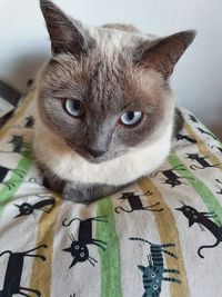 Close-up portrait of cat at home