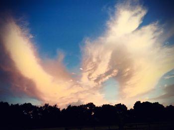 Silhouette of trees at sunset