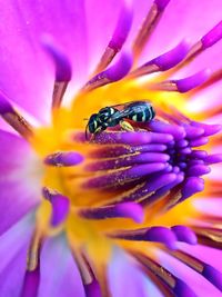 Close-up of insect on purple flower