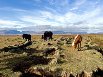 Icelandic horses in the field in iceland