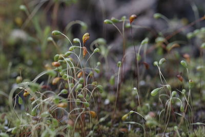 Close-up of plants growing on field