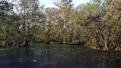 Scenic view of lake in forest against sky