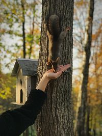 Cropped hand of woman feeding squirrel on tee trunk