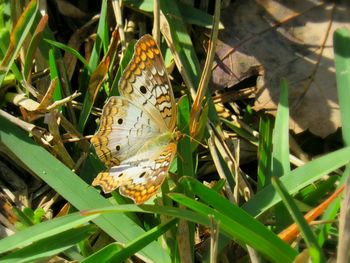 High angle view of butterfly on plant