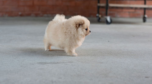 White puppy on the road