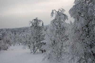 Snow covered land and trees against sky