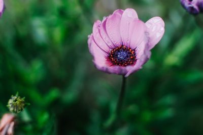 Close-up of pink flower