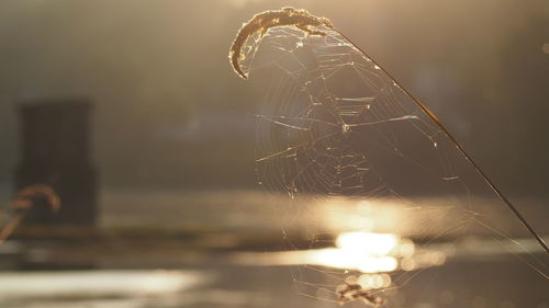 Close-up of spider on web against illuminated lights