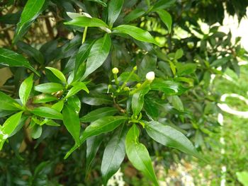 Close-up of fresh green leaves