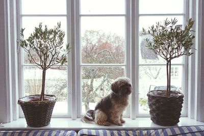 Dog looking through window