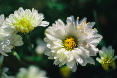 Close-up of white daisy flowers