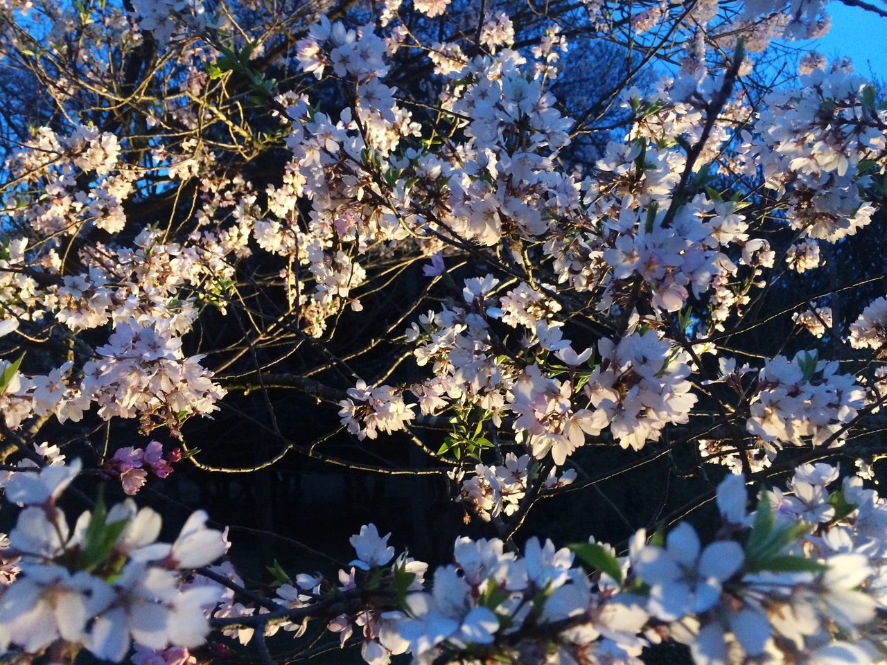 flower, branch, freshness, tree, cherry blossom, growth, fragility, blossom, beauty in nature, cherry tree, nature, low angle view, springtime, in bloom, blooming, white color, petal, twig, fruit tree, botany