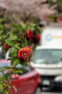 Close-up of red flowering plant