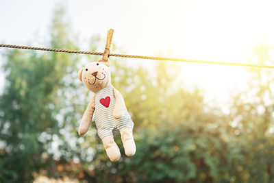 Teddy bear hanging on a clothesline and drying in the sun