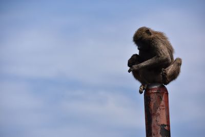 Monkey perching on railing
