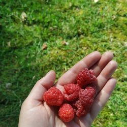 Cropped hand of person holding raspberries